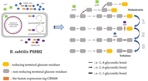 Systemic Enzyme For Trehalose Production